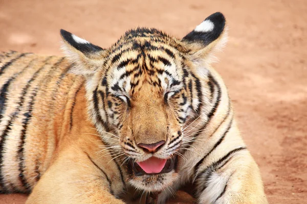 Tiger — Stock Photo, Image