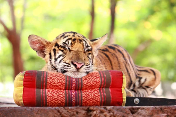 Тигриный сон — стоковое фото