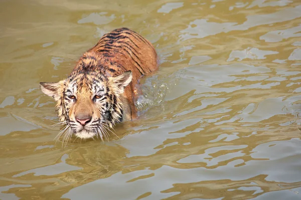 Tijger — Stockfoto