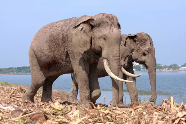 Two elephant — Stock Photo, Image