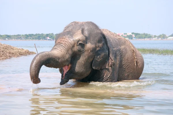 Слон играет на воде — стоковое фото