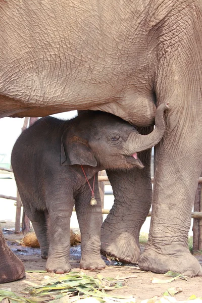 Young elephant suck up milk — Stock Photo, Image