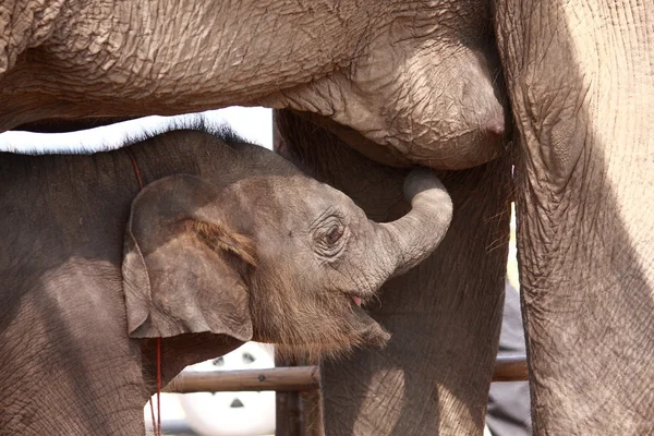 Junger Elefant saugt Milch auf — Stockfoto