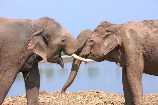 Chování slonů — Stock fotografie