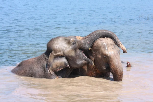 Elefantenbeziehung — Stockfoto