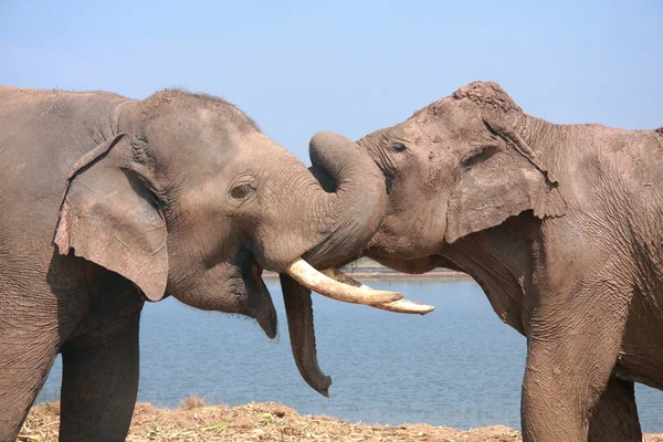 Dua gajah — Stok Foto