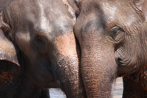 Relazione elefante — Foto Stock