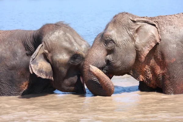 Elephant relationship — Stock Photo, Image