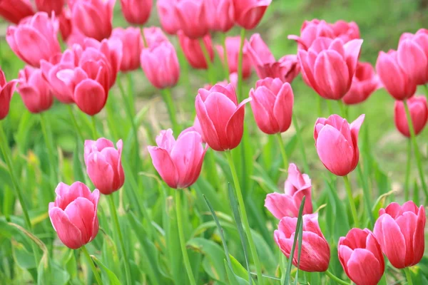 Rosa tulpaner — Stockfoto