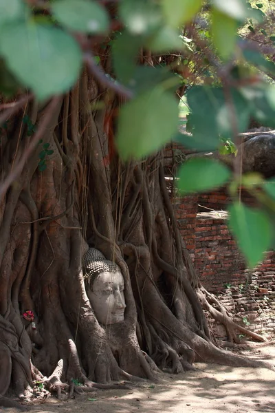 Buddha huvud i Banyan träd rötter — Stockfoto