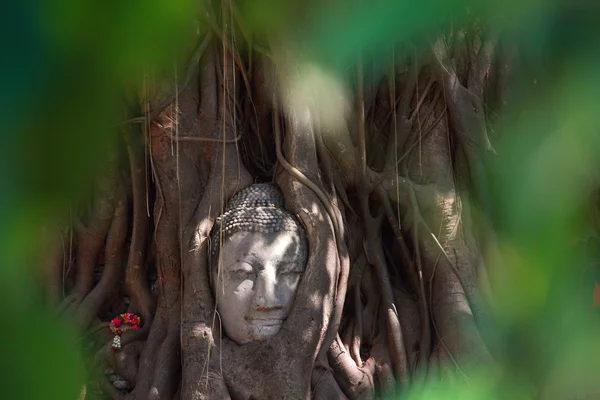 La testa di Buddha nelle radici dell'albero di Banyan — Foto Stock