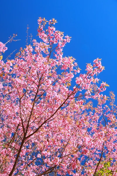 Flor de cerezo del Himalaya salvaje — Foto de Stock