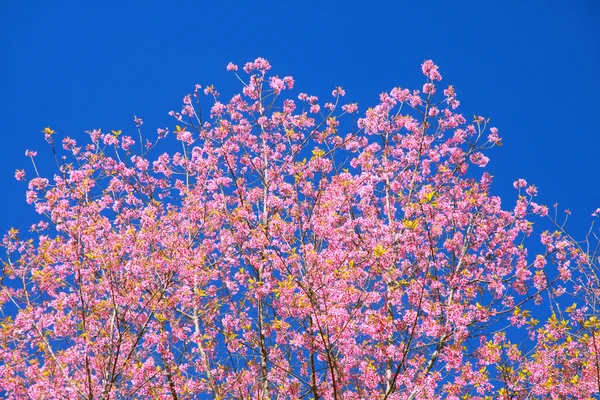 Flor de cerezo del Himalaya salvaje — Foto de Stock