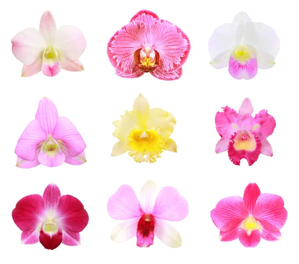 Orchidea csoport — Stock Fotó