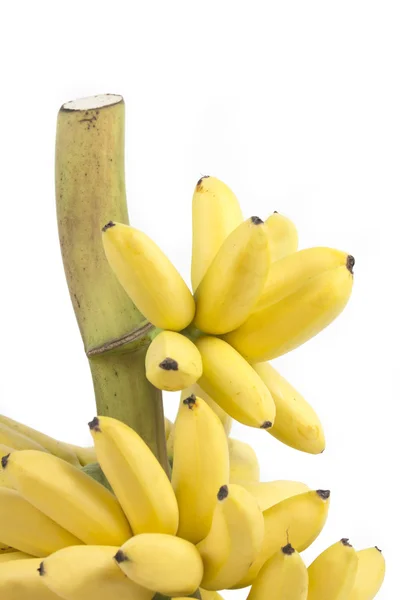 Banaan bos — Stockfoto