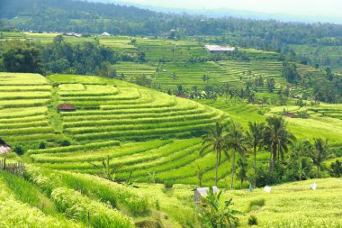 Bali Jatiluwih pirinç Teras alanı
