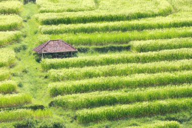 Bali Jatiluwih pirinç Teras alanı