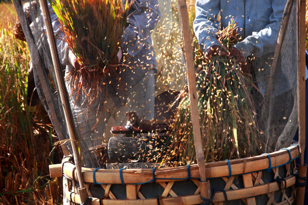 Farmer thresh rice