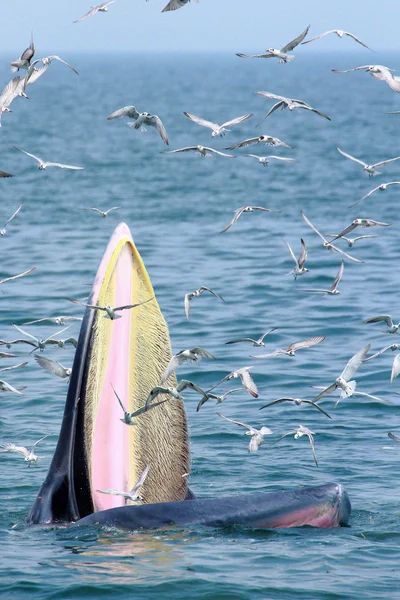 Bryde whale och Måsen — Stockfoto