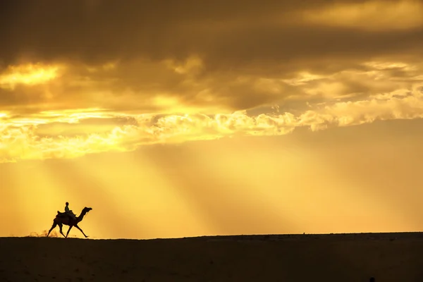 Viaggio in cammello sulla duna di sabbia — Foto Stock