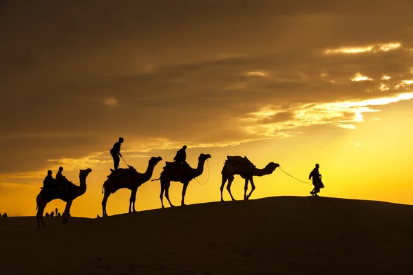 Desierto locales paseos con camello a través del desierto de Thar —  Fotos de Stock