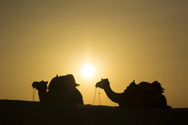 Grupo de camellos sentarse en la duna — Foto de Stock