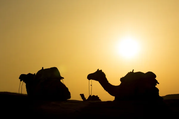 Groupe de chameaux assis sur la dune — Photo