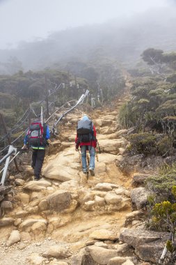 Orman arka plan mount kinabalu borneo bulut 