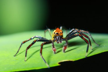 phidippus regius spide atlama yakın çekim