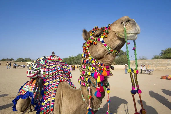Vestido de camelo — Fotografia de Stock