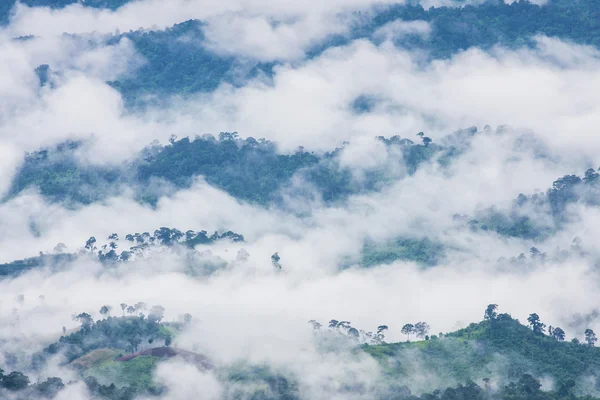 霧の動きの森 — ストック写真