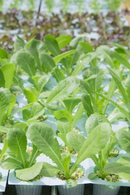 topraksız sebze çiftliği