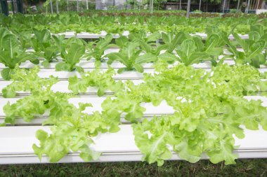 topraksız sebze çiftliği