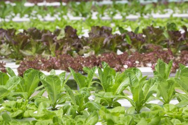 topraksız sebze çiftliği