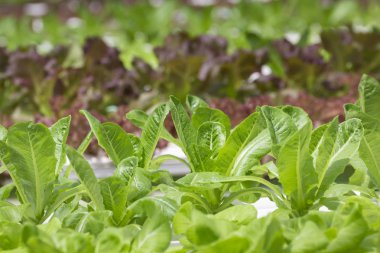 topraksız sebze çiftliği