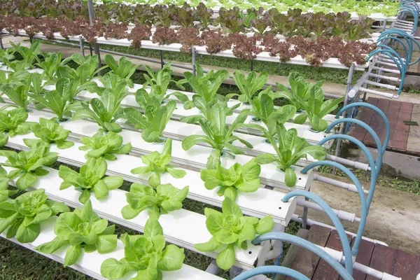 Hydrocultuur plantaardige boerderij — Stockfoto