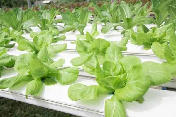 Granja de verduras hidropónicas —  Fotos de Stock
