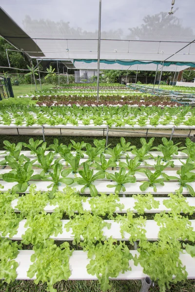 Fazenda vegetal hidropônica — Fotografia de Stock