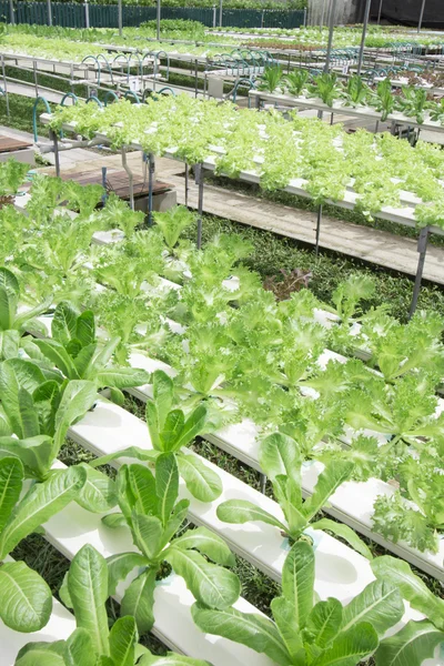 Hidroponikus Zöldség farm — Stock Fotó
