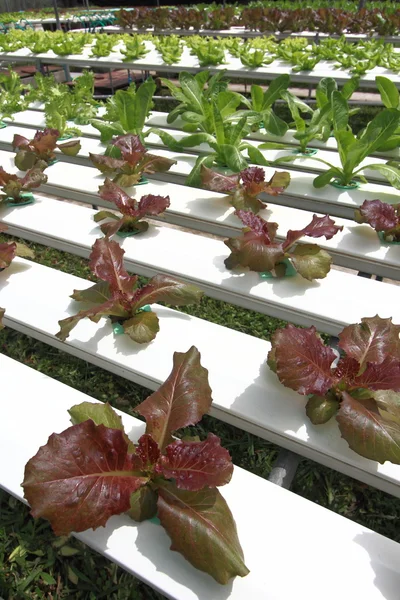 Hydrocultuur plantaardige boerderij — Stockfoto