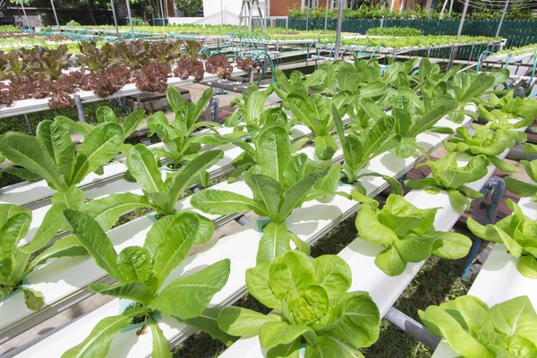 Fazenda vegetal hidropônica — Fotografia de Stock