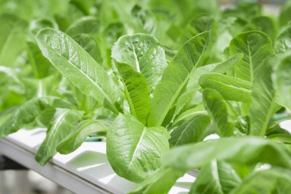 Granja de verduras hidropónicas — Foto de Stock