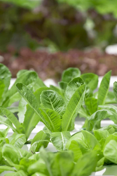 Granja de verduras hidropónicas —  Fotos de Stock