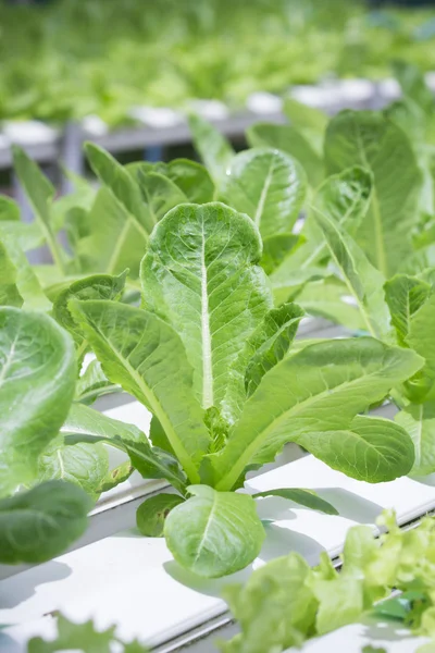 Granja de verduras hidropónicas — Foto de Stock