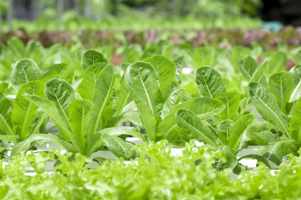 Granja de verduras hidropónicas —  Fotos de Stock