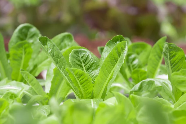 Granja de verduras hidropónicas —  Fotos de Stock