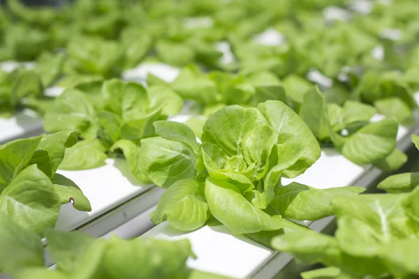 Hydroponics vegetable farm — Stock Photo, Image