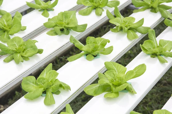 Hydroponics vegetable farm — Stock Photo, Image