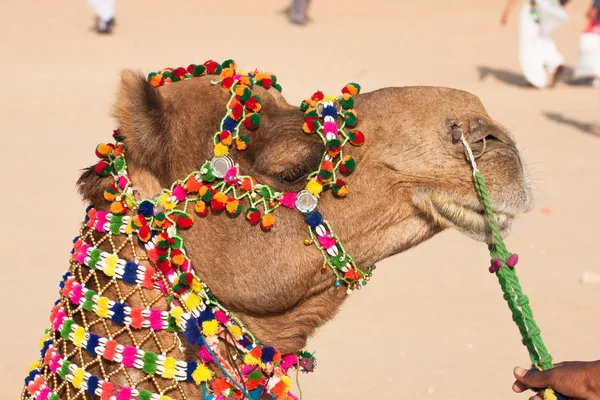 Camel dress — Stock Photo, Image