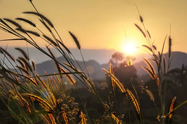 Pampas grass Royalty Free Stock Fotografie